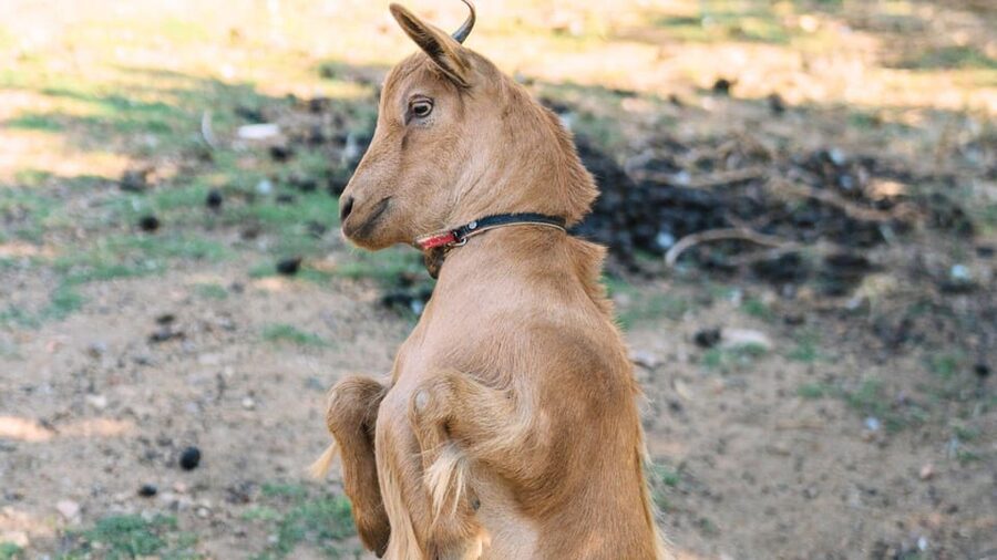Gallura: Picnic on a Farm with Animals - Feeding time: healthy seasonal treats and calm rules