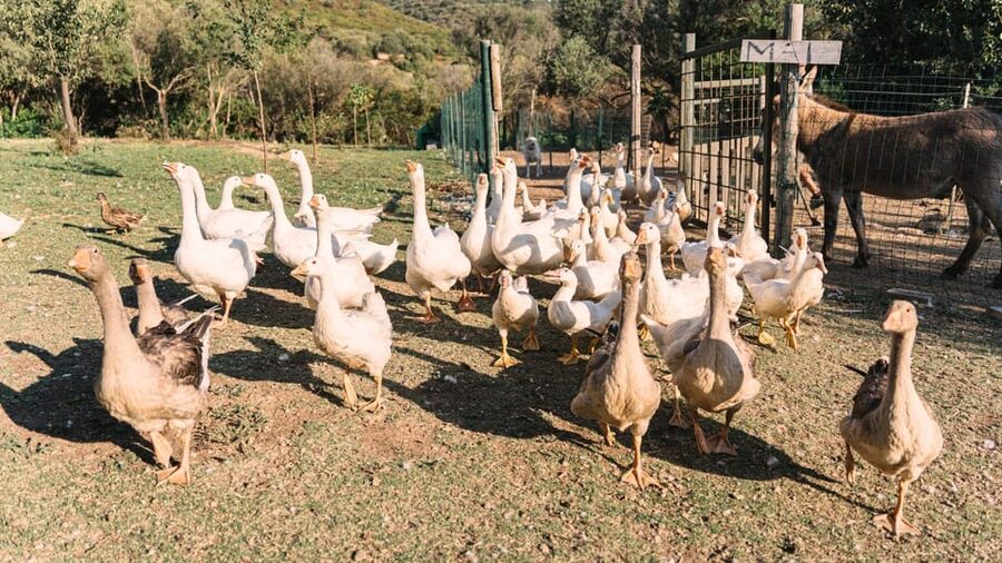 Gallura: Picnic on a Farm with Animals - The 1-hour schedule: how it flows without feeling rushed