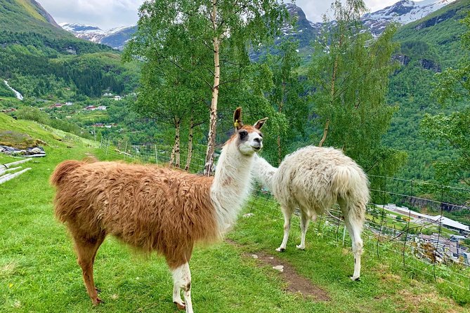 Geiranger by Royal route, 5 hours with visiting a high-mountain farm - Djupvasshytta and Djupvatnet: a 1000-meter picture break