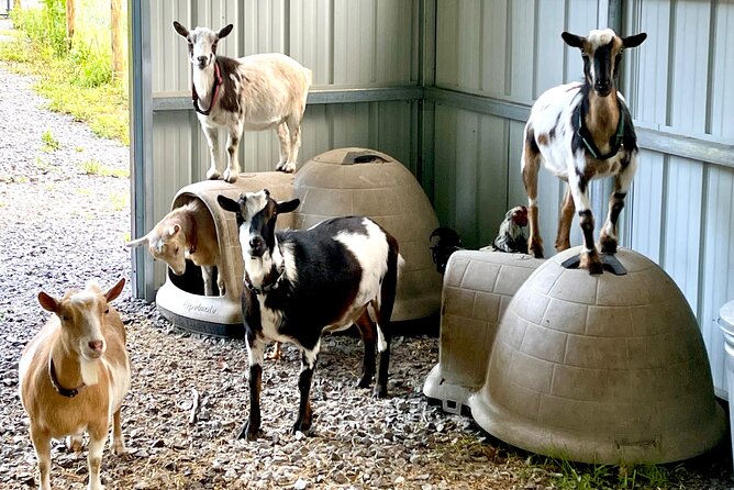 Gem Mining and Goat Farm Walking Tour in Hendersonville - The Big Deal About Keeping What You Find