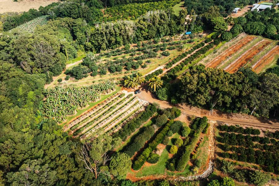 Gold Coast: Tropical Fruit World Full Farm Tour - Who should book this tour (and who might not)