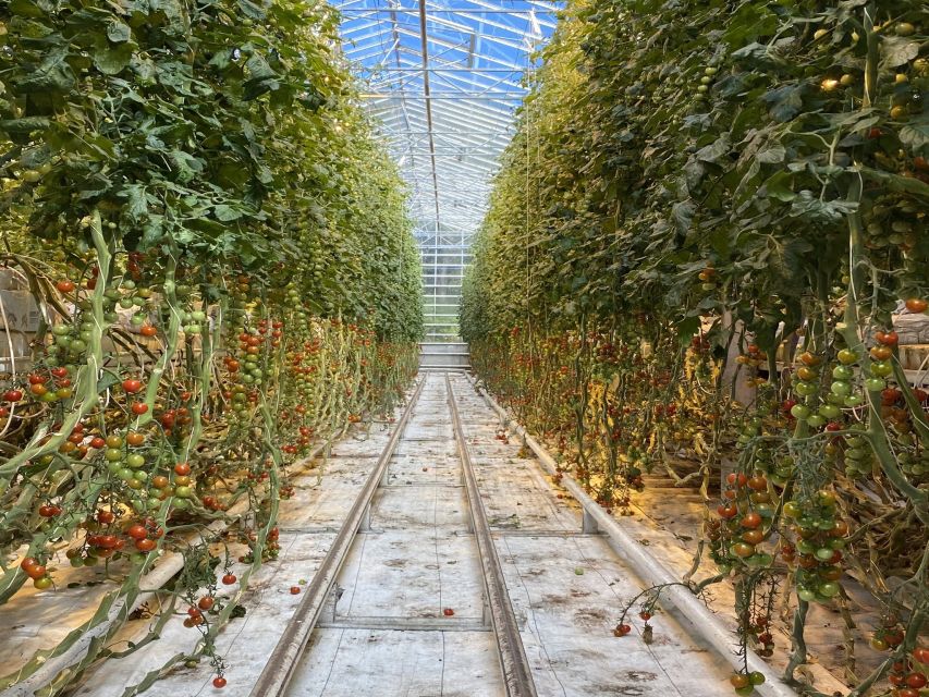 Golden circle, hot spring bakery, tomato farm private tour - Key reasons this Golden Circle day feels special