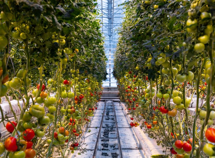 Golden Circle & Lunch at Fridheimar Tomato Farm- with photos - Price and value: what you’re paying for at $253 per person