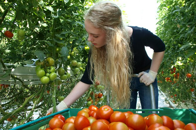 Golden Circle Tales, Tomato Farm & Kerid – Small Group from RVK - Stop-by-Stop Breakdown: What You’ll Actually Do at Each Place