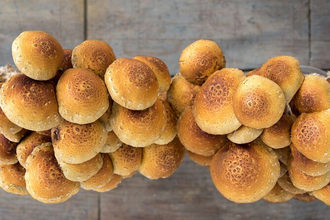 Gourmet Mushroom Farm Tour in Tennessee - Gourmet Mushroom Farm Tour in Tennessee: what it’s really like
