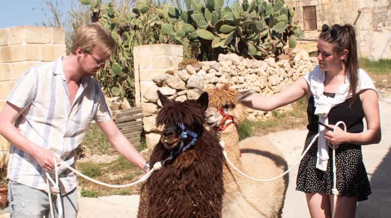 Gozo Alpaca Walks : with feeding and farm visit - Key highlights you’ll feel right away