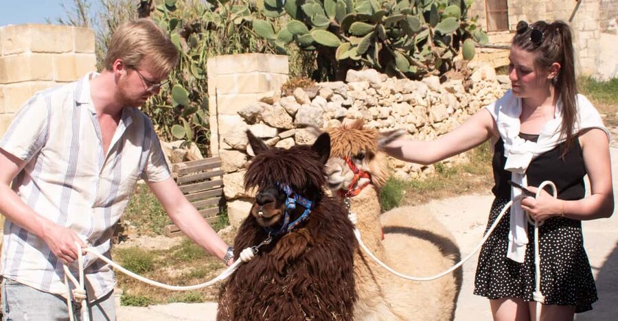 Gozo Alpaca Walks : with feeding and farm visit - Why this Gozo alpaca walk is more than a cute photo stop