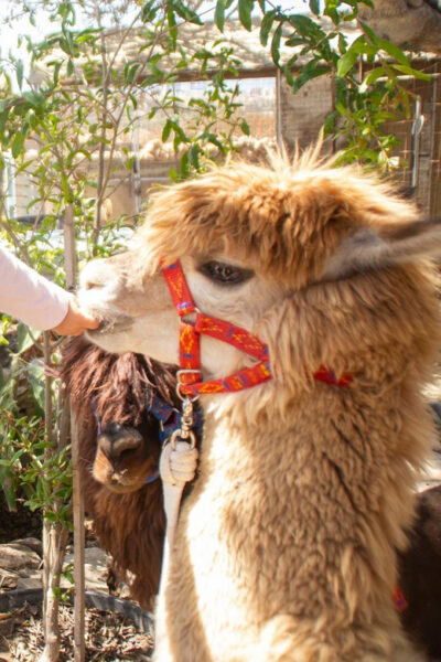 Gozo Alpaca Walks : with feeding and farm visit - Razzett Alpaca meeting point: finding the small wooden door