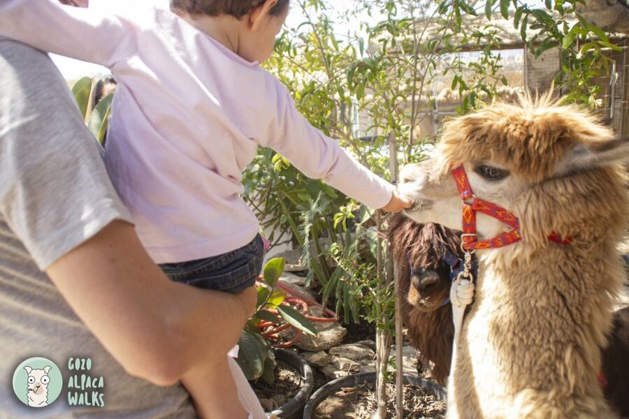 Gozo Alpaca Walks : with feeding and farm visit - The 30–45 minute countryside walk: slow pace, real bonding