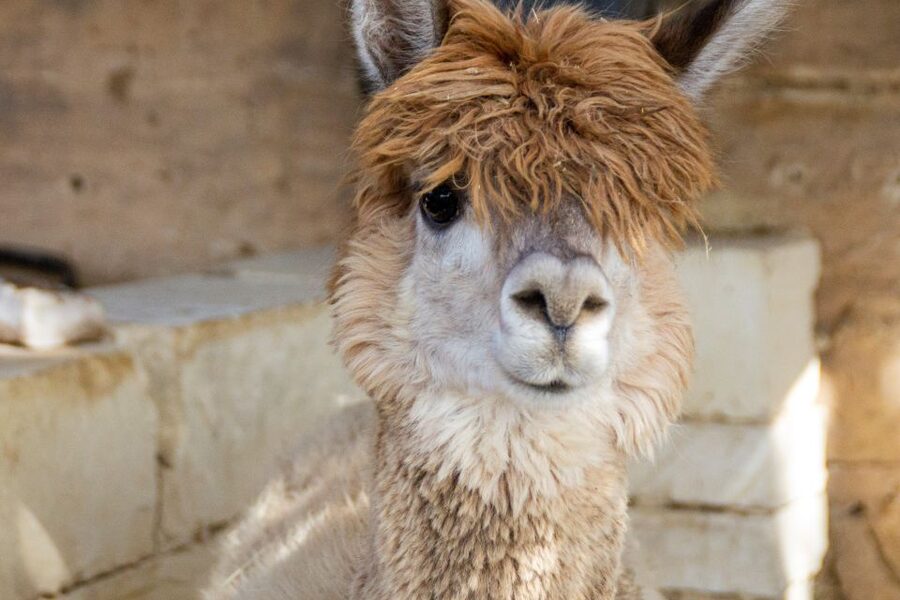 Gozo Alpaca Walks : with feeding and farm visit - Back at the farm: feeding alpacas and meeting the whole cast