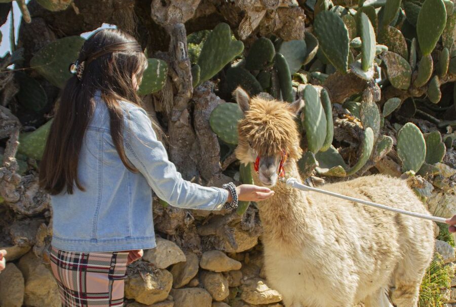Gozo Alpaca Walks : with feeding and farm visit - The animals here: why this lineup feels fun and family-friendly