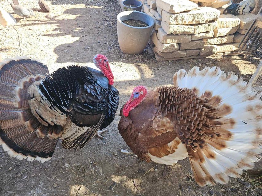 Gozo Alpaca Walks : with feeding and farm visit - Timing and flow: how the 1-hour plan stays relaxed