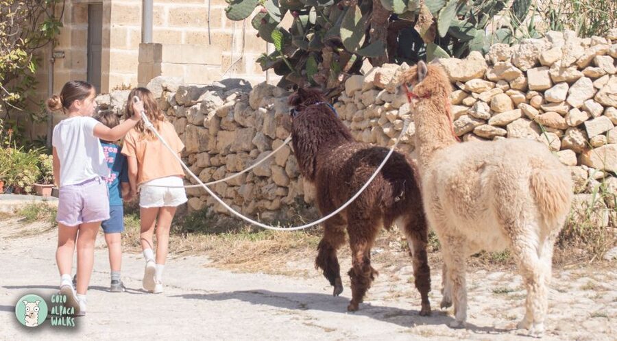 Gozo Alpaca Walks : with feeding and farm visit - Price and value: is $71 per person worth it?