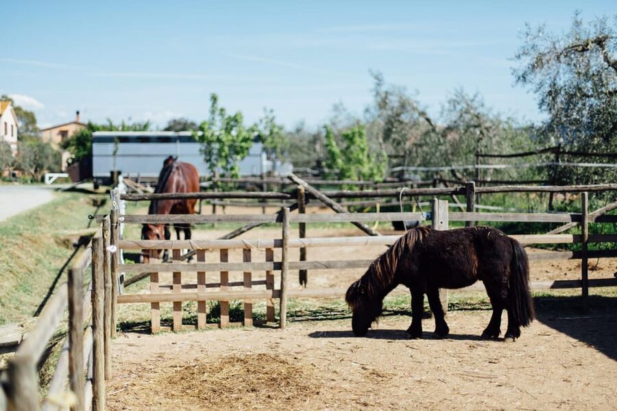 Grosseto: visit the family farm with tasting of local food - Key things that make this farm visit worth your time