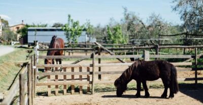 Grosseto: visit the family farm with tasting of local food - How the two hours work with horses, sheep, goats, and poultry
