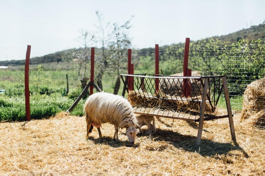 Grosseto: visit the family farm with tasting of local food - Practical tips before you go to Lillastro Farm