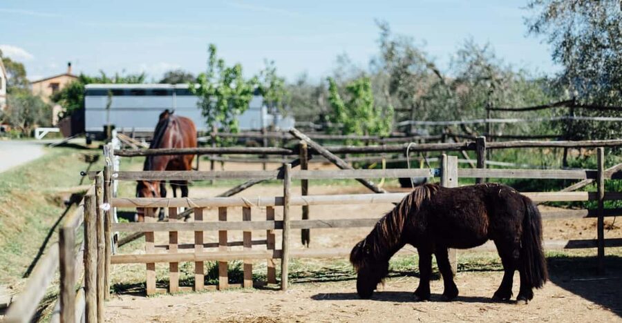 Grosseto: visit the family farm with tasting of local food - How the two hours work with horses, sheep, goats, and poultry