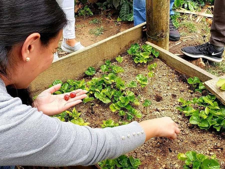 Guatapé & Coffee Farm, all in one day - Guide quality and pacing: what makes the day feel right
