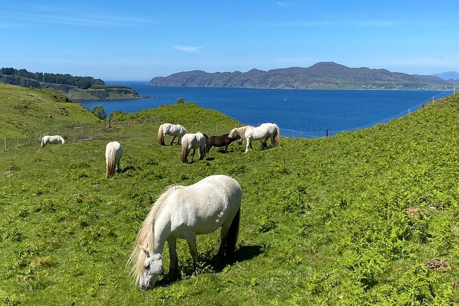 Guided Hebridean Farm Hike near Tobermory, Isle of Mull, Scotland - Getting to the start: where the walk begins and what that means