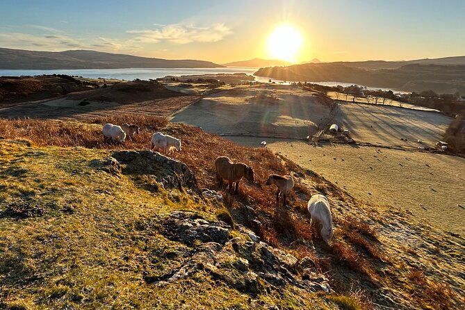 Guided Hebridean Farm Hike near Tobermory, Isle of Mull, Scotland - Price and value: $47.99 for 90 minutes of real Mull
