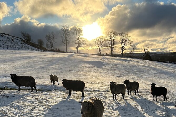 Guided Hebridean Farm Hike near Tobermory, Isle of Mull, Scotland - What makes the wildlife and ridge views worth your effort