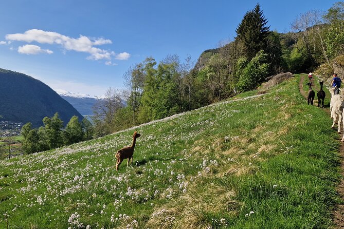 Guided Hiking tour on the Lands of Steim Farm in Vik, Norway - Key points at a glance
