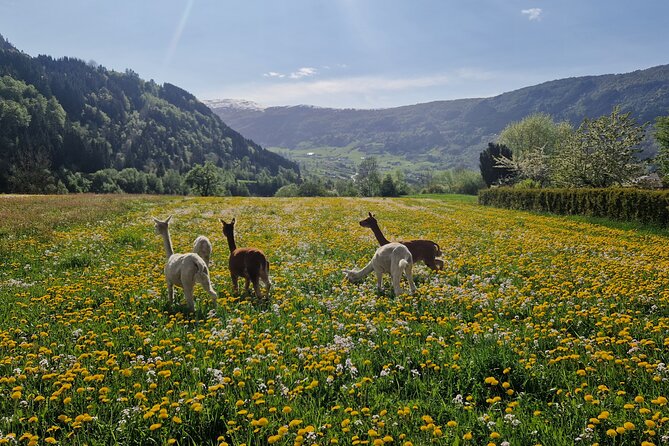 Guided Hiking tour on the Lands of Steim Farm in Vik, Norway - Steim Farm start: animals first, then a guided hike with purpose