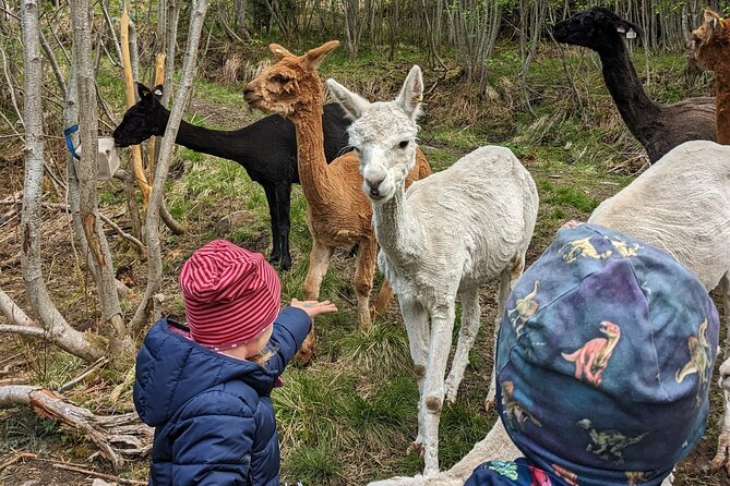 Guided Hiking tour on the Lands of Steim Farm in Vik, Norway - Vik centre and Vikøyri: a quick overview that helps everything else make sense