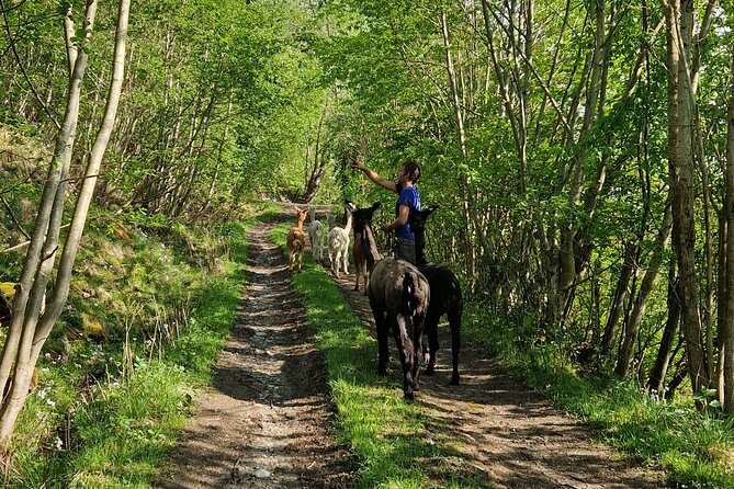 Guided Hiking tour on the Lands of Steim Farm in Vik, Norway - Value and who this tour fits best (and who should skip it)