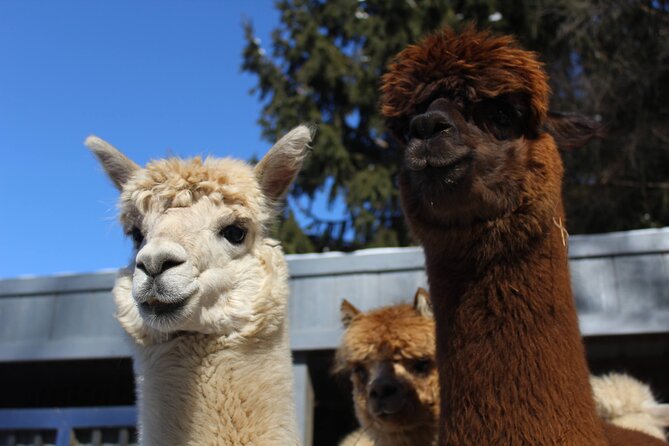 Guided Lilymoore Alpaca Farm Tour - Key highlights you’ll actually remember