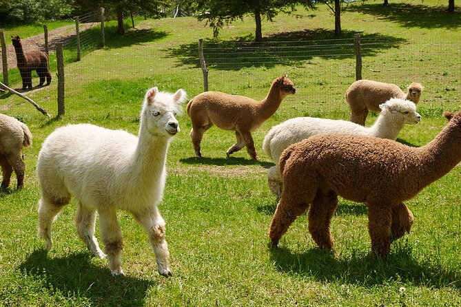 Guided Lilymoore Alpaca Farm Tour - Your one-hour farm tour at Lilymoore Alpaca Farm