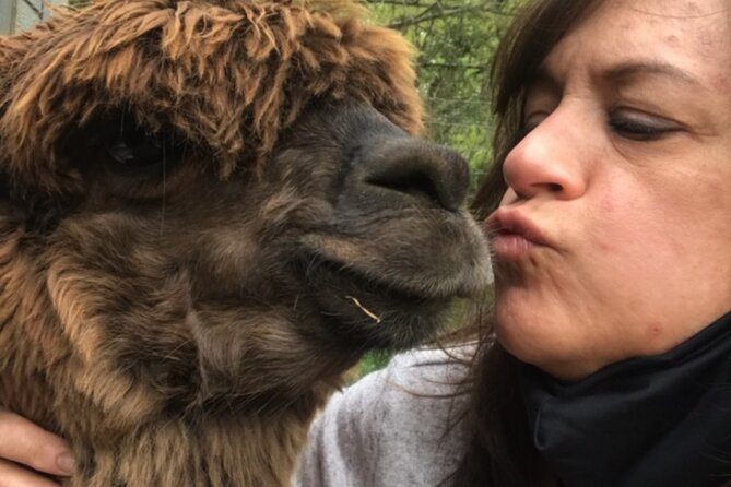 Guided Lilymoore Alpaca Farm Tour - Best for families, animal lovers, and short-attention spans