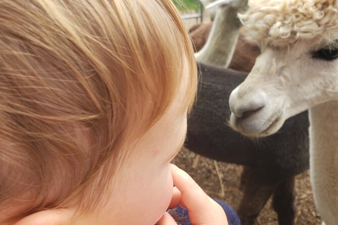 Guided Lilymoore Alpaca Farm Tour - Weather and comfort: a small factor with big impact
