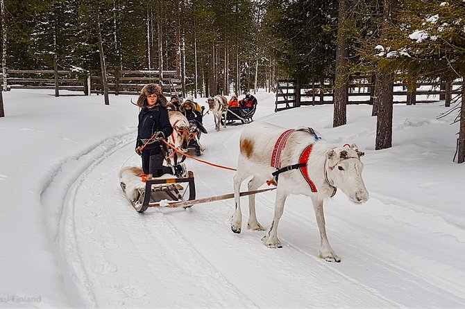 Guided reindeer farm visit and one hour sledge safari - Reindeer Sledge Safari in Pyhätunturi: The Old-School Magic