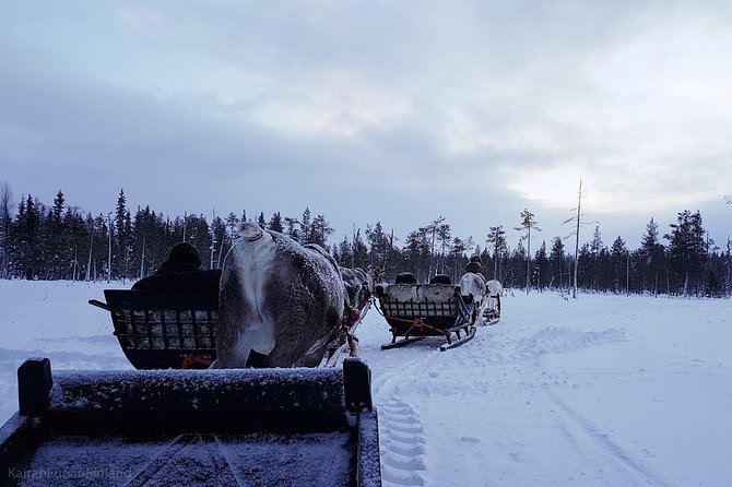 Guided reindeer farm visit and one hour sledge safari - Meeting at Kopara Reindeer Park: Timing and What to Expect