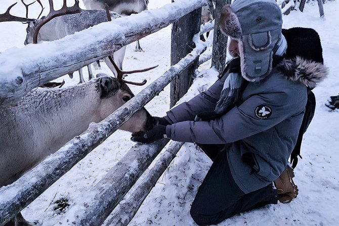 Guided reindeer farm visit and one hour sledge safari - The One-Hour Wilderness Sledge Safari Through Pyhä-Luosto