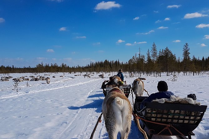 Guided reindeer farm visit and one hour sledge safari - Weather and Clothing: How to Stay Comfortable for a Seated Hour