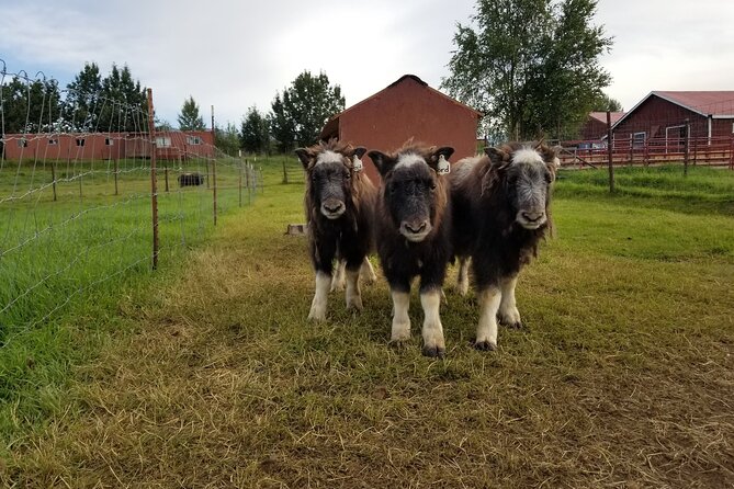 Guided Tour of Musk Ox Farm & Scenic Drive from Anchorage - Key highlights you’ll care about