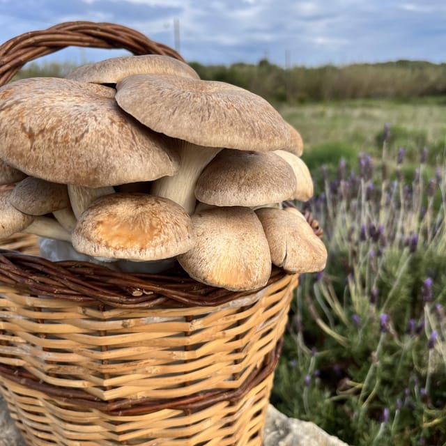 GUIDED TOUR + TASTE IN A MUSHROOM FARM - The indoor forest and the workshop: where the tour becomes memorable