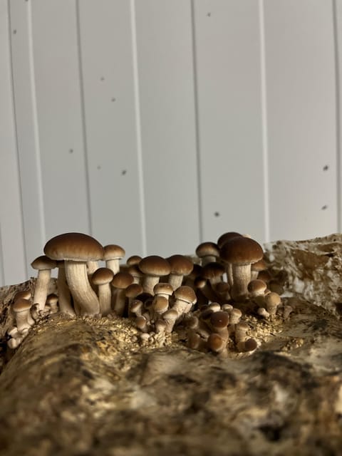GUIDED TOUR + TASTE IN A MUSHROOM FARM - The tasting: mushroom-forward flavors with Menorca pairings
