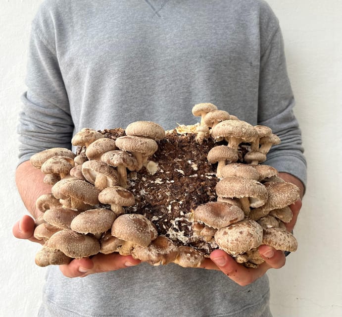 GUIDED TOUR + TASTE IN A MUSHROOM FARM - Price and value: why $23 makes sense for this format