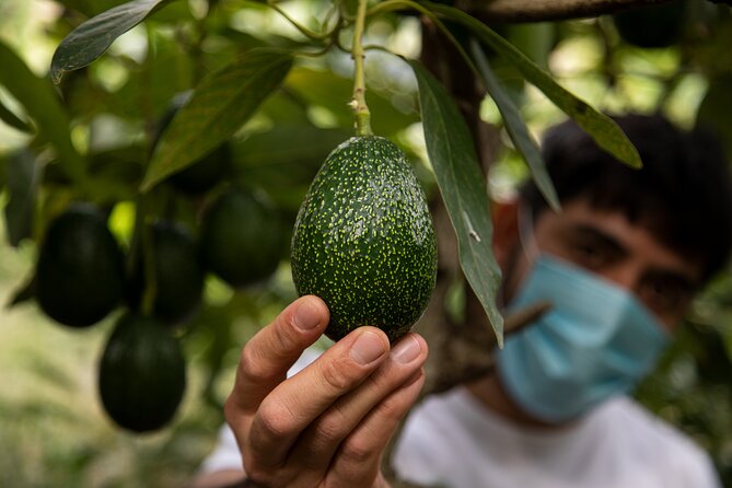 Guided Tour to the only coffee farm in Europe - Key things to know before you go