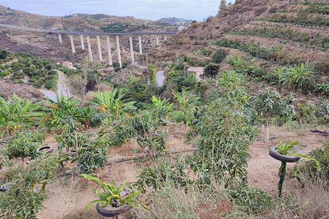 Guided Tour to the only coffee farm in Europe - Coffee and tropical fruit in La Herradura: what makes this tour special
