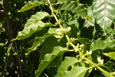 Guided Tour to the only coffee farm in Europe - What you’ll see: coffee plants, up to 30 fruit varieties, and the chance of wildlife
