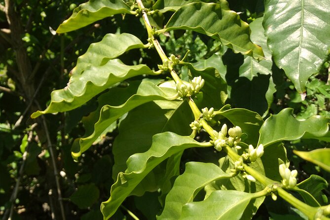 Guided Tour to the only coffee farm in Europe - What you’ll see: coffee plants, up to 30 fruit varieties, and the chance of wildlife