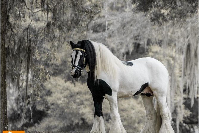 Gypsy Gold Horse Farm Tour - Key things that make this tour worth your time