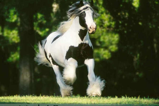 Gypsy Gold Horse Farm Tour - Gypsy Gold Horse Farm: why this feels personal, not touristy