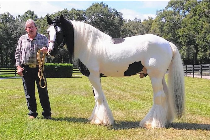 Gypsy Gold Horse Farm Tour - The 2-hour flow: classroom talk, then a Spanish moss paddock walk