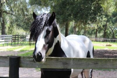 Gypsy Gold Horse Farm Tour - Meet Dennis Thompson and learn the Gypsy Vanner “why”
