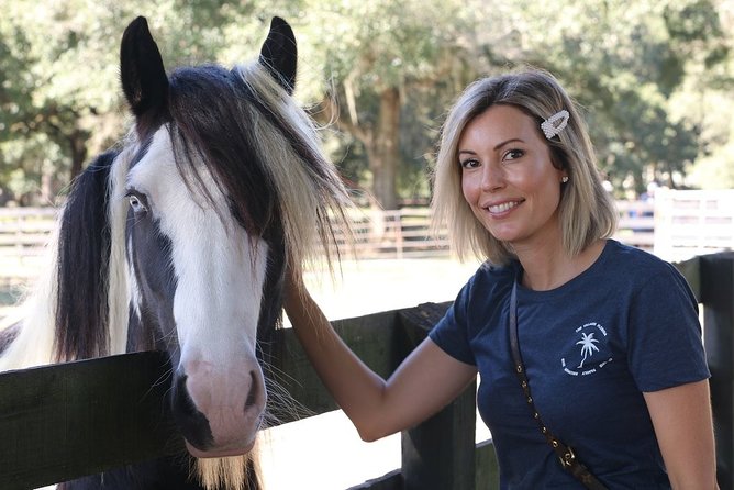 Gypsy Gold Horse Farm Tour - What you’ll see up close: stallions, mares, and friendly young horses